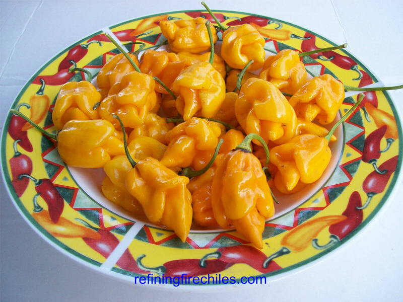 Yellow Trinidad Scorpion 21