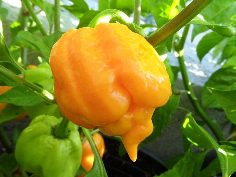 Yellow Trinidad Scorpion 27