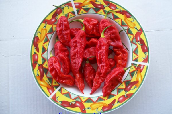 Bhut Jolokia 1