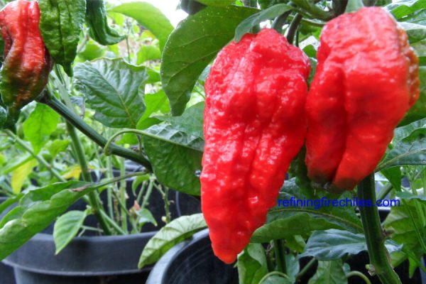 Bhut Jolokia 10