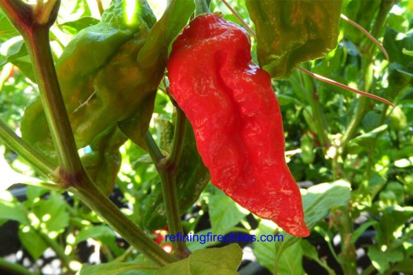 Bhut Jolokia 14
