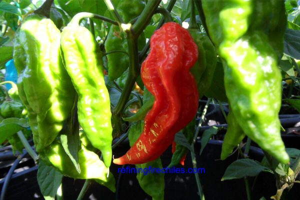 Bhut Jolokia 16