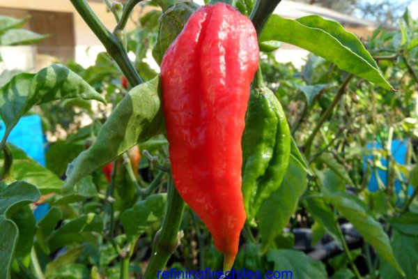Bhut Jolokia 17