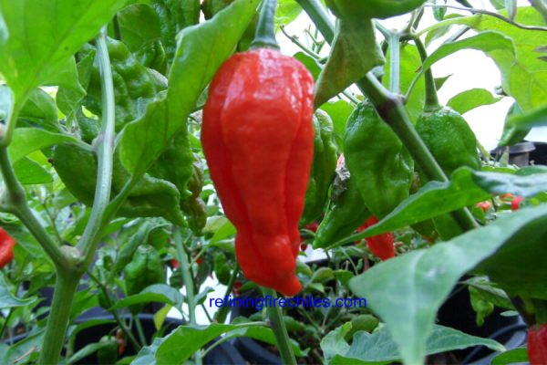 Bhut Jolokia 18