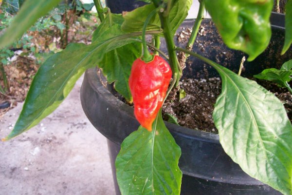 Bhut Jolokia 2
