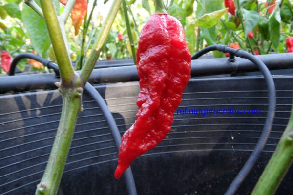 Bhut Jolokia 22