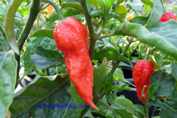 Bhut Jolokia 24