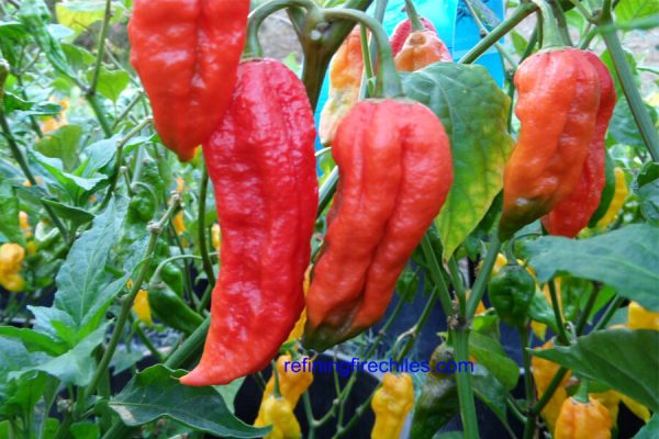 Bhut Jolokia 26