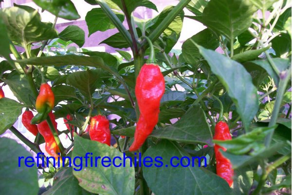Bhut Jolokia 28