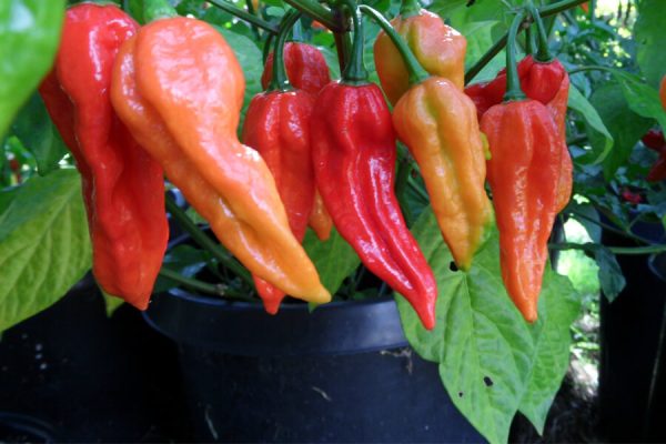 Bhut Jolokia 30