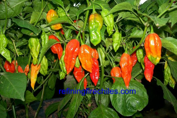 Bhut Jolokia 32