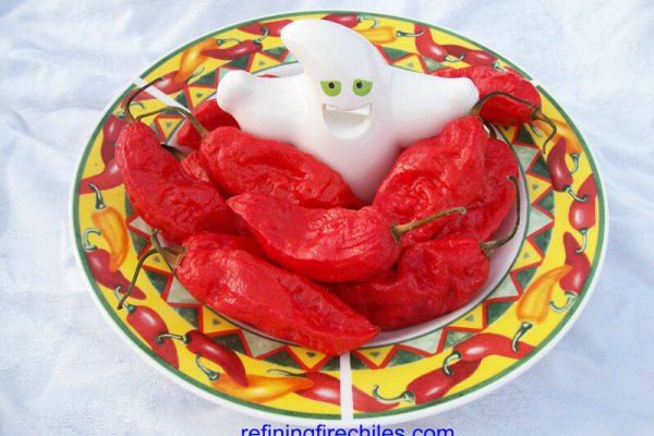 Bhut Jolokia 34