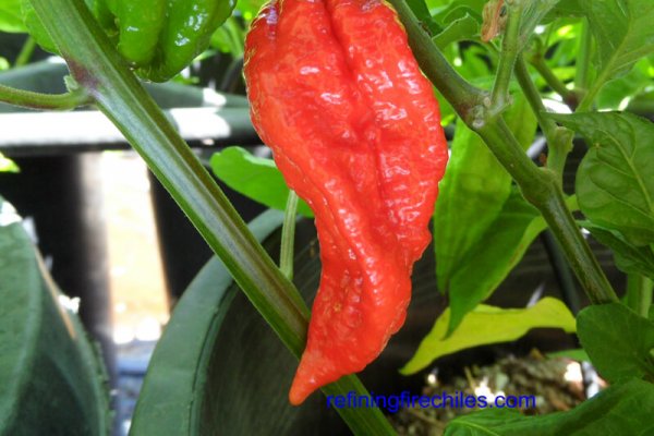 Bhut Jolokia 4