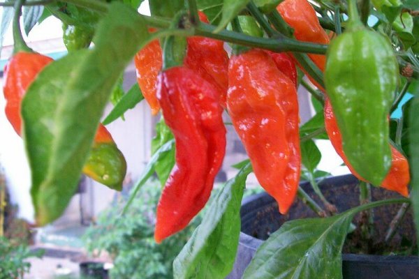 Bhut Jolokia 5