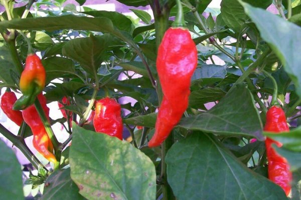 Bhut Jolokia 6