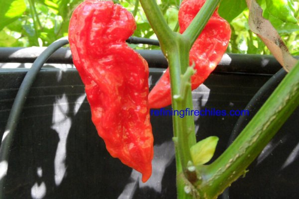 Bhut Jolokia 9