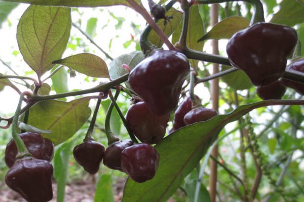 Cheiro Roxa 1
