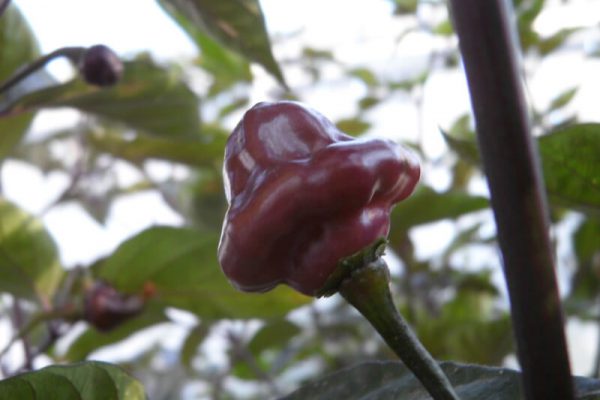 Cheiro Roxa 2