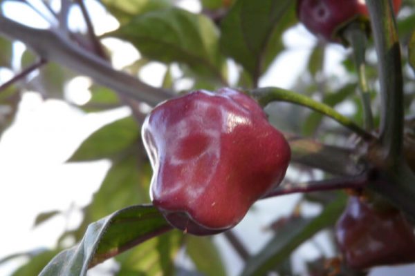 Cheiro Roxa 3