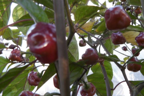 Cheiro Roxa 4