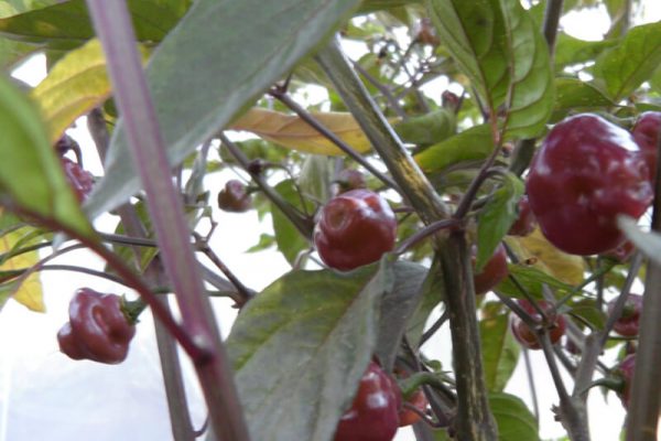 Cheiro Roxa 5