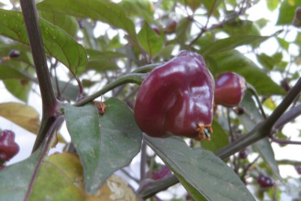 Cheiro Roxa 6