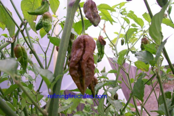Chocolate Bhut Jolokia 1