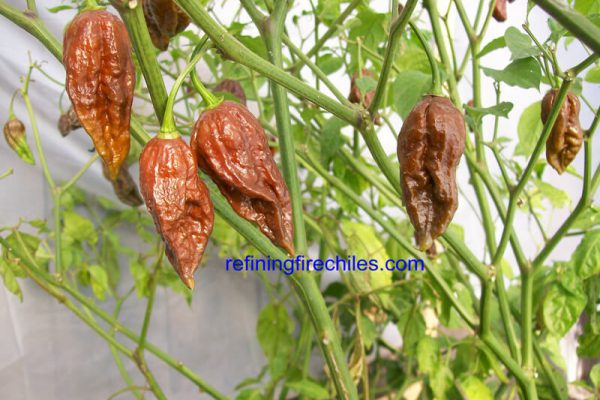 Chocolate Bhut Jolokia 10