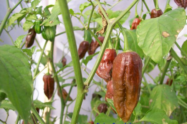 Chocolate Bhut Jolokia 13