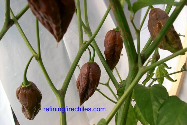 Chocolate Bhut Jolokia 14