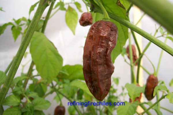 Chocolate Bhut Jolokia 15