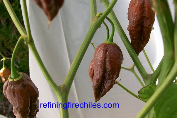 Chocolate Bhut Jolokia 16