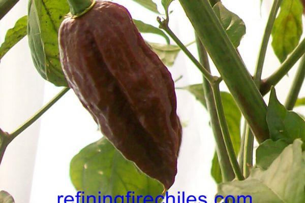 Chocolate Bhut Jolokia 17