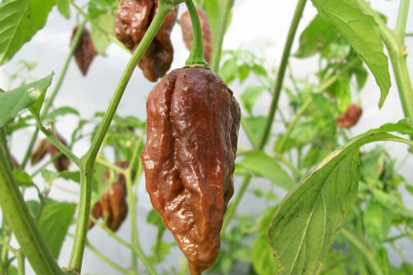 Chocolate Bhut Jolokia 18