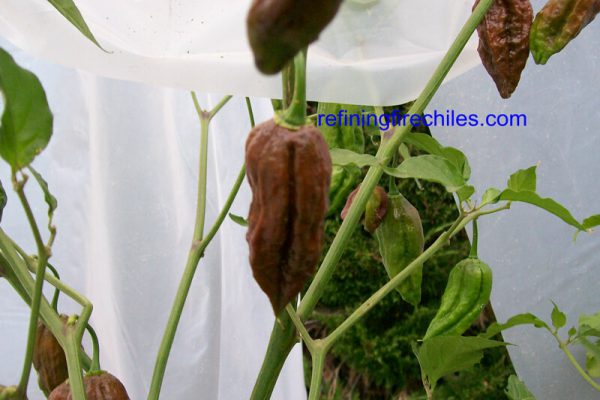 Chocolate Bhut Jolokia 2