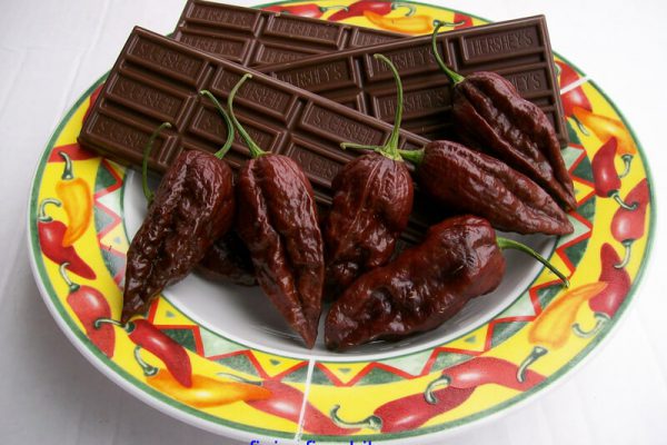 Chocolate Bhut Jolokia 21