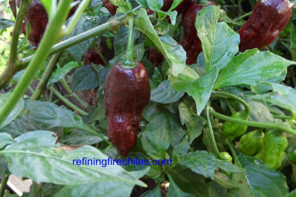 Chocolate Bhut Jolokia 22