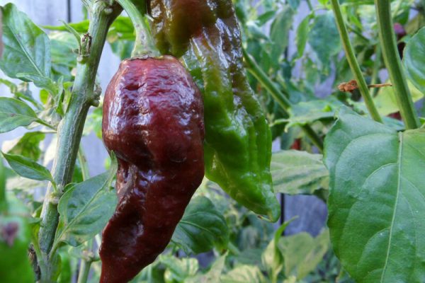 Chocolate Bhut Jolokia 23