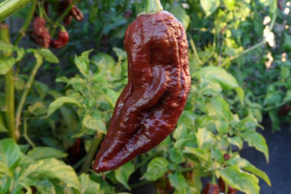 Chocolate Bhut Jolokia 27