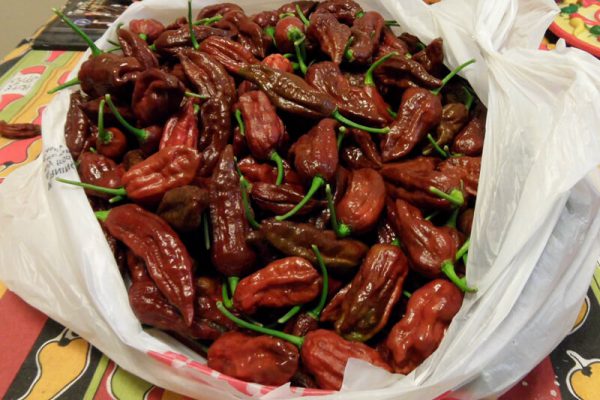 Chocolate Bhut Jolokia 34