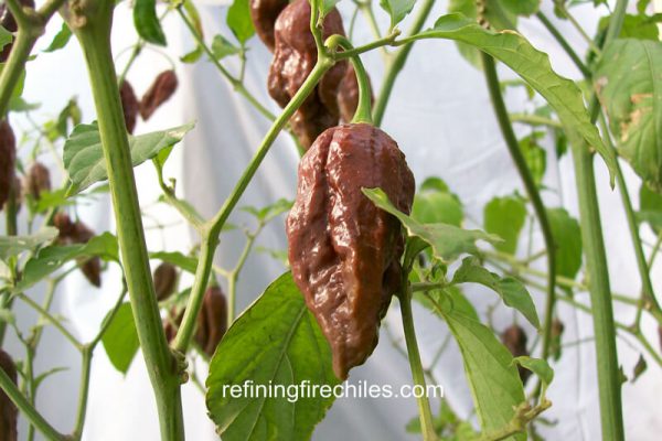 Chocolate Bhut Jolokia 5
