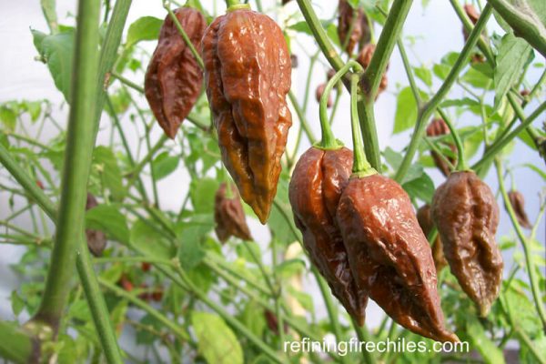 Chocolate Bhut Jolokia 6