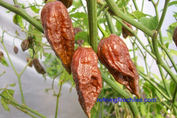 Chocolate Bhut Jolokia 8