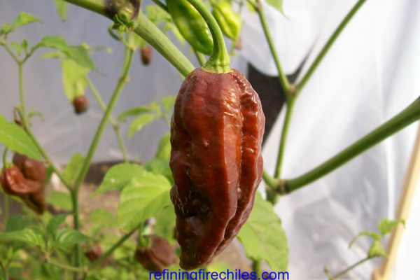 Chocolate Bhut Jolokia 9
