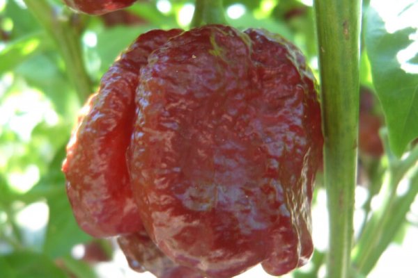 Chocolate Morunga Scorpion 1