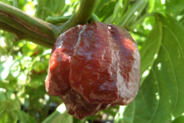 Chocolate Morunga Scorpion 11