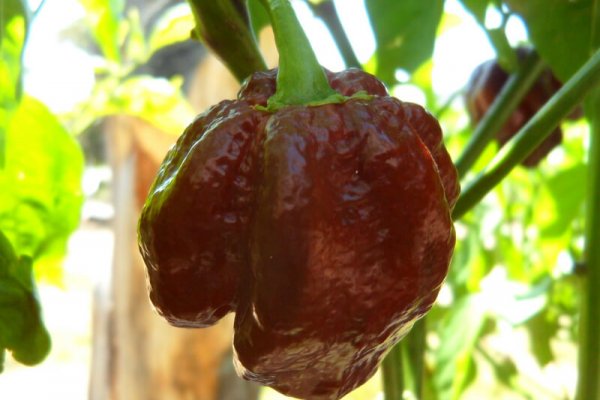 Chocolate Morunga Scorpion 13