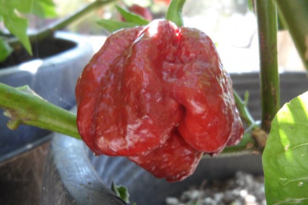 Chocolate Morunga Scorpion 14