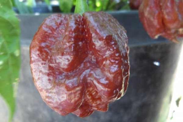 Chocolate Morunga Scorpion 16