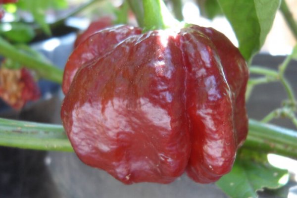 Chocolate Morunga Scorpion 17